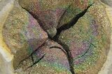Iridescent, Rainbow-Pyrite Septarian Nodule - Russia #207239-1
